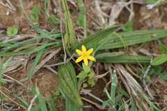 Curculigo orchioides